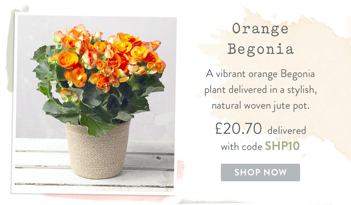 Orange Begonia - only &pound;20.70 with promo code