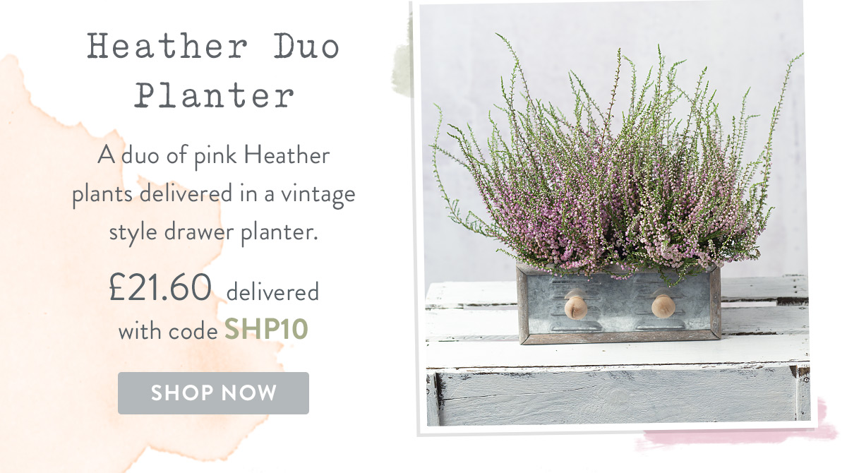 Heather Duo Planter - only &pound;21.60 with promo code