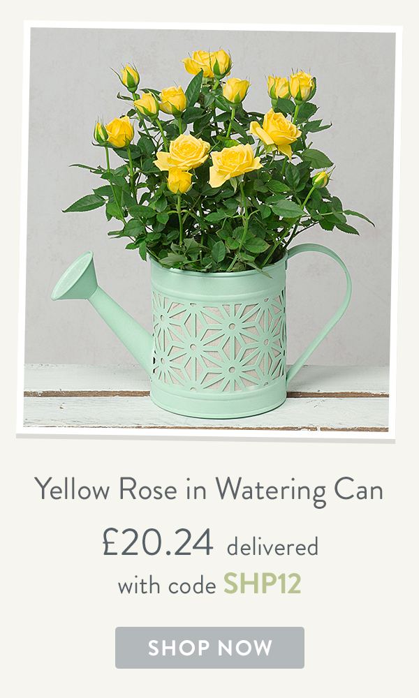 Yellow Rose in Watering Can - only &pound;20.24