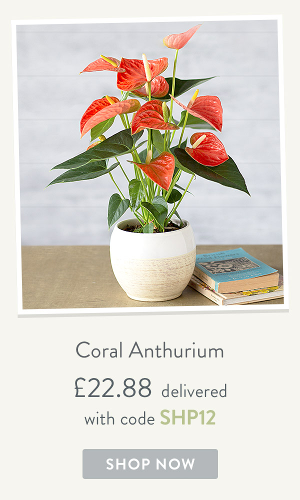 Coral Anthurium - only &pound;22.88