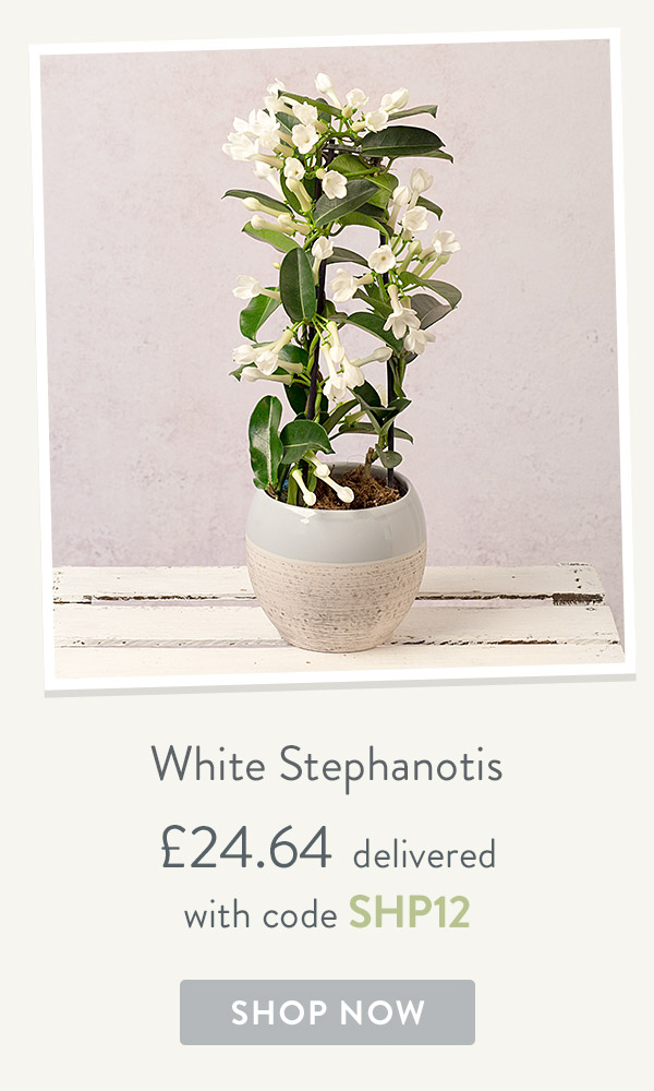 White Stephanotis - only &pound;24.64