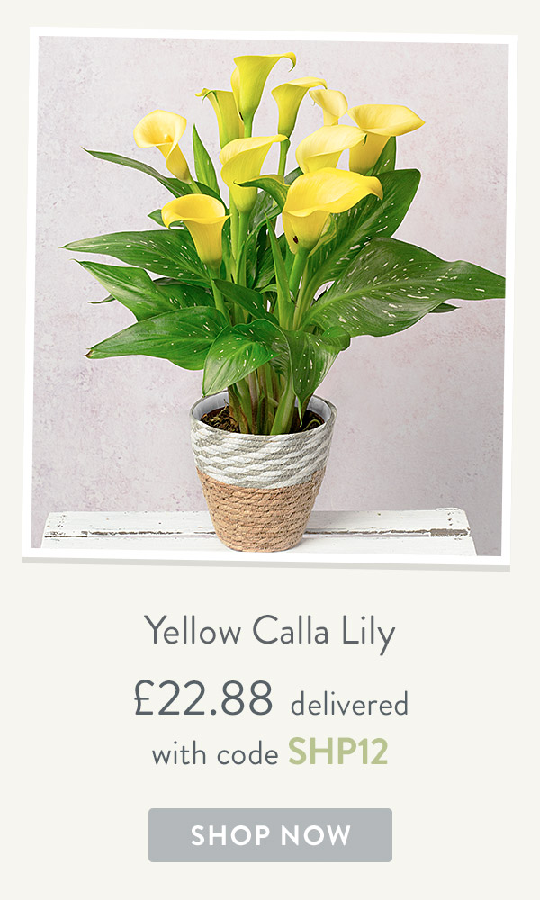 Yellow Calla Lily - only &pound;22.88
