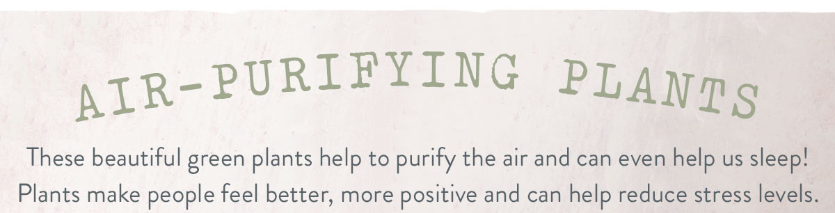 Air Purifying Plants
