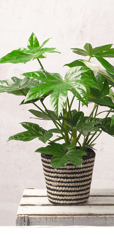 Aralia Plant - Only &pound;21.99