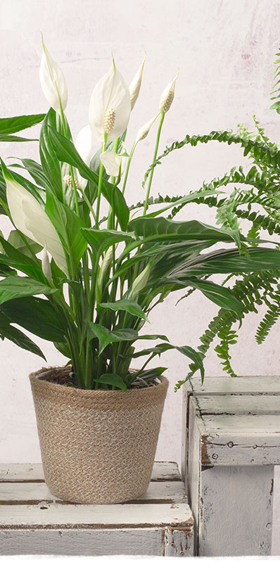 Peace Lily Plant - Only &pound;21.99