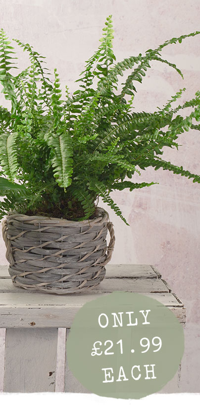 Fern Plant - Only &pound;21.99