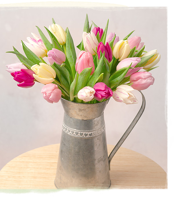 Spring Tulips - Only &pound;22.50 delivered
