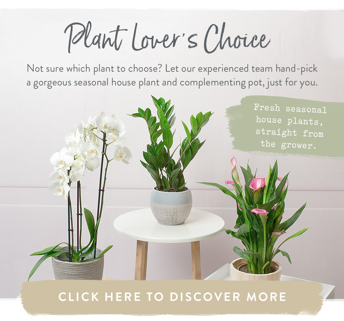 Discover Plant Lover's Choice