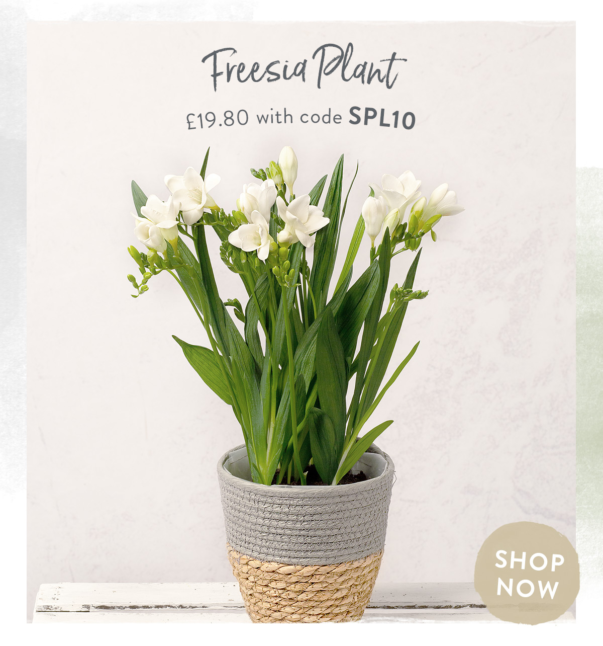Freesia Plant - only &pound;19.80