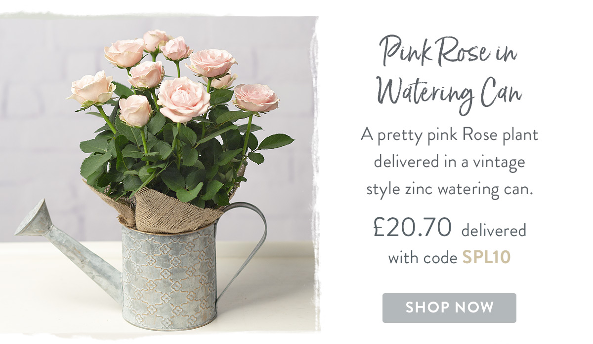Pink Rose in Watering Can - only &pound;20.70