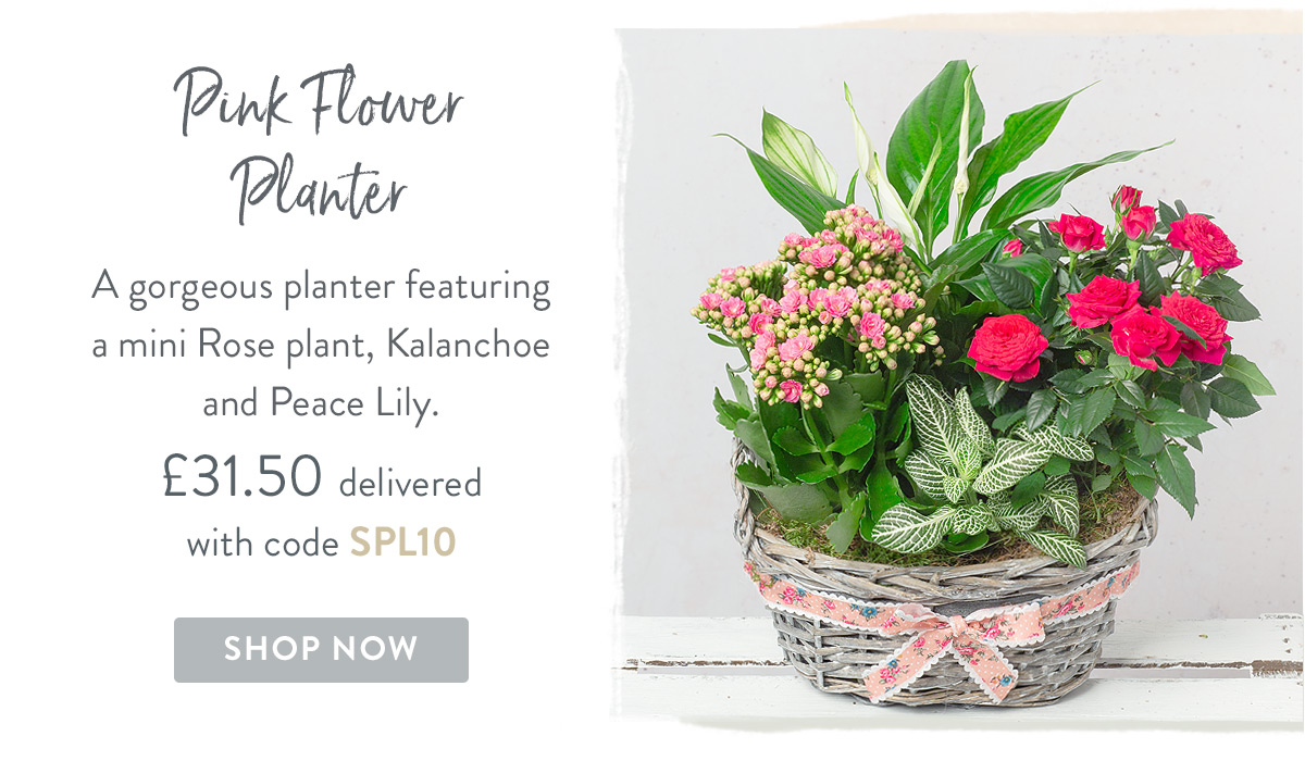 Pink Flower Planter - only &pound;31.50