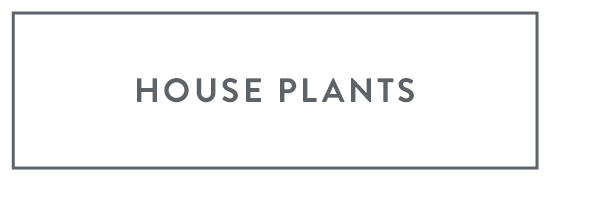 House Plants