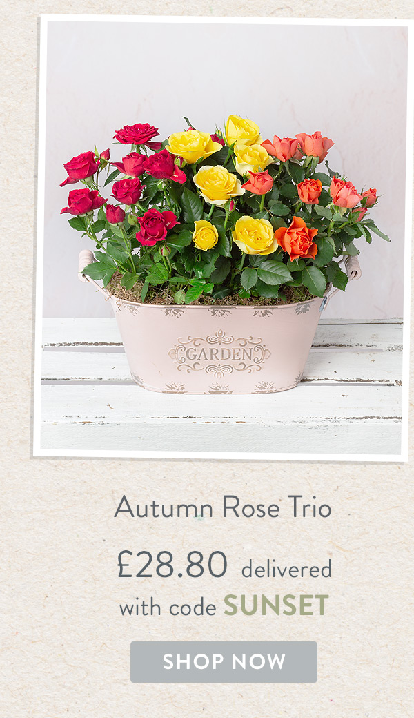 Autumn Rose Trio - Only &pound;28.80 delivered with code