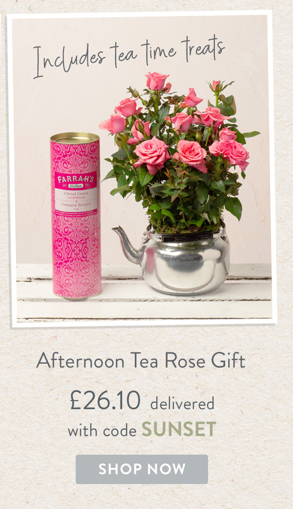 Afternoon Tea Rose Gift - Only &pound;26.10 delivered with code
