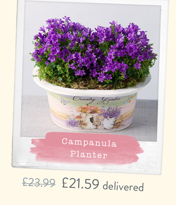 Campanula Planter - Only &pound;21.59
