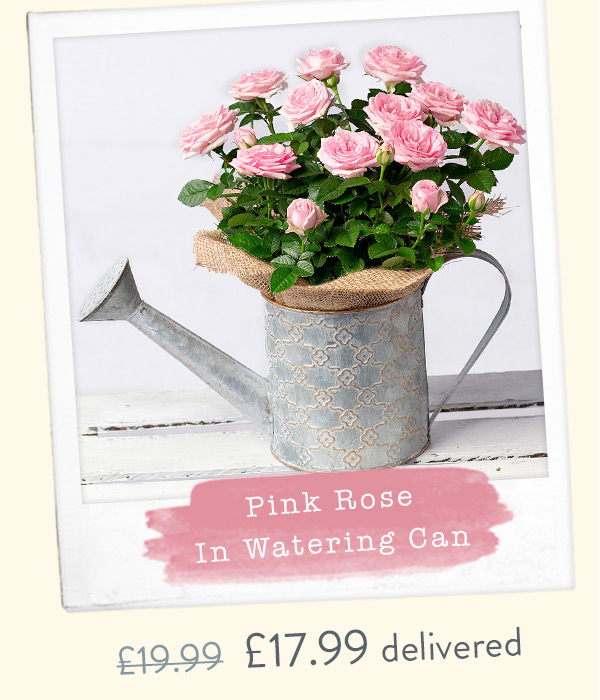 Pink Rose in Watering Can - Only &pound;17.99