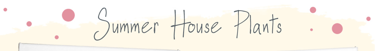 View All Summer House Plants