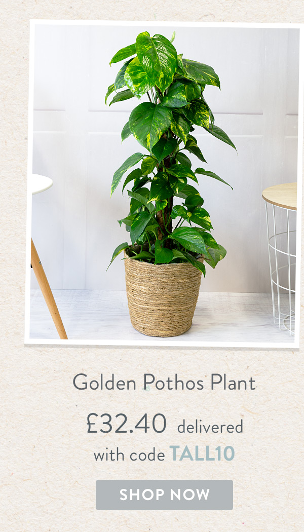 Golden Pothos Plant - Only &pound;32.40 delivered with code