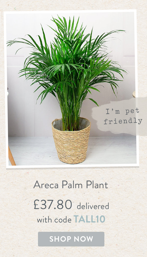 Areca Palm Plant - Only &pound;37.80 delivered with code