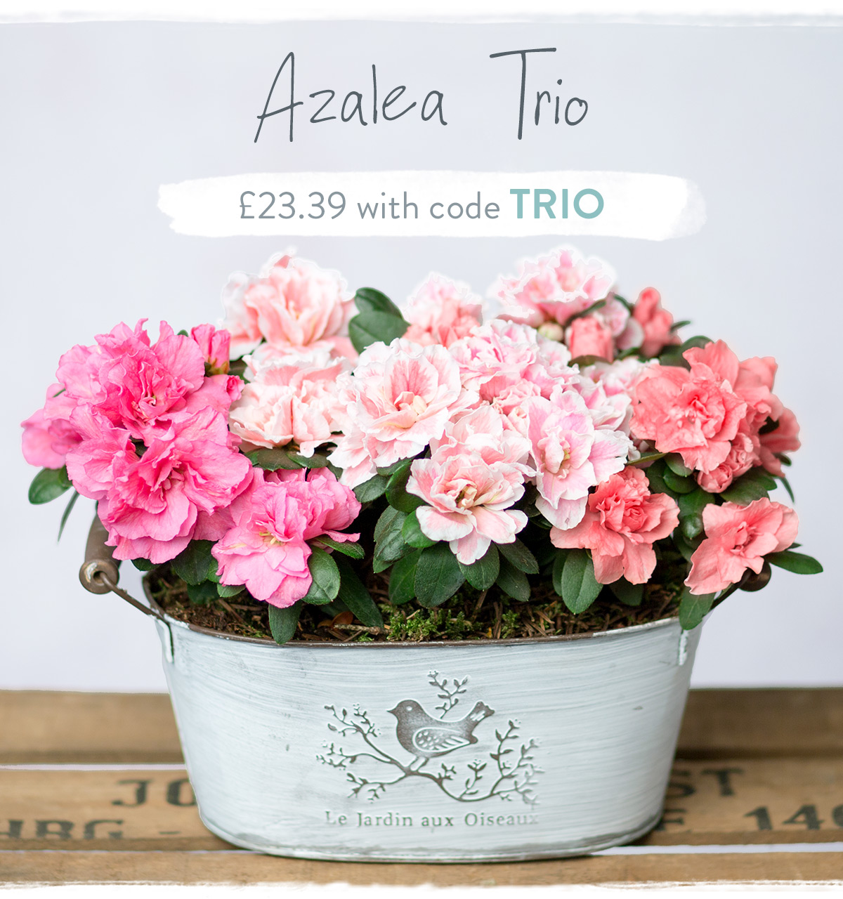 Azalea Trio - Only &pound;23.39