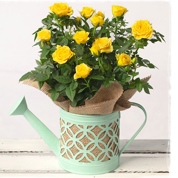 Yellow Rose In Watering Can  - Only &pound;17.99
