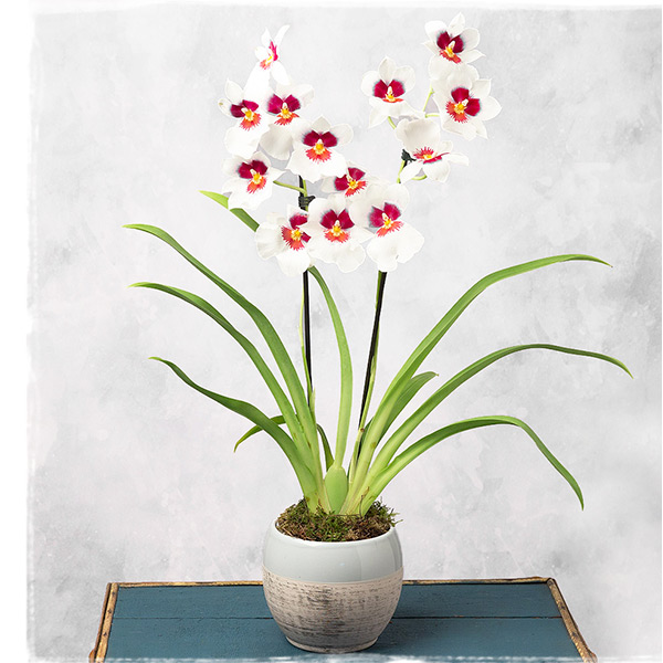 Miltonia Orchid In Ceramic Pot - Only &pound;23.39