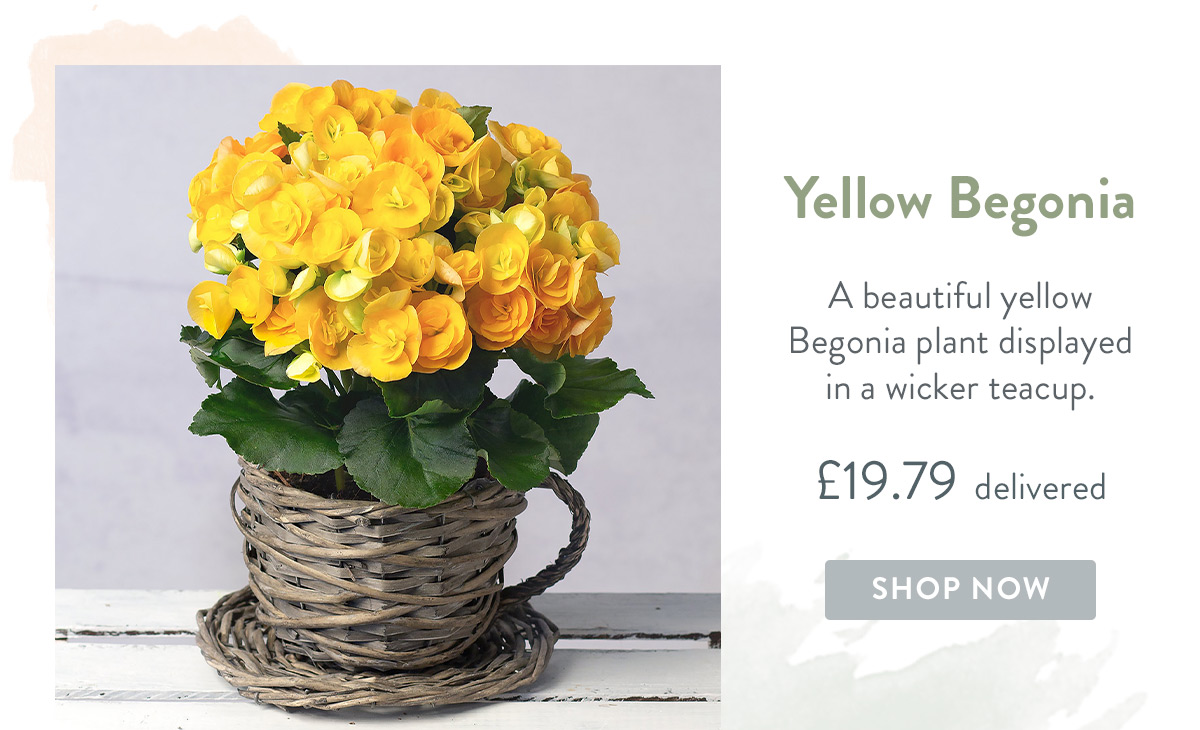 Yellow Begonia in Wicker Teacup - only &pound;19.79