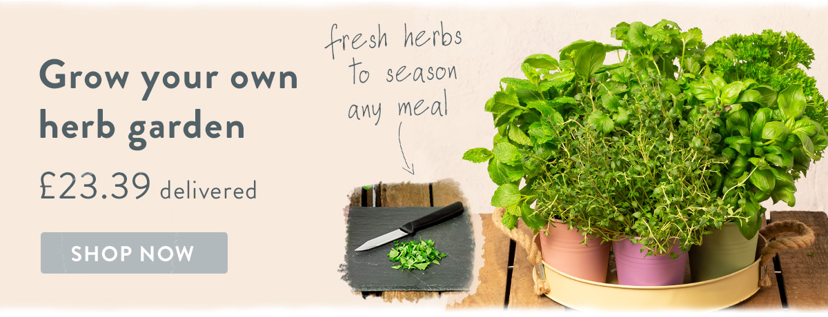 Grow your own herb garden - only &pound;23.39