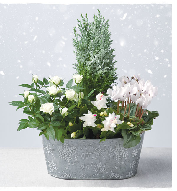 Frosty Flower Planter - Only &pound;25.19
