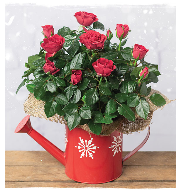 Christmas Rose Plant in Watering Can - Only &pound;18.89