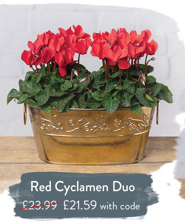 Red Cyclamen Duo - Only &pound;21.59