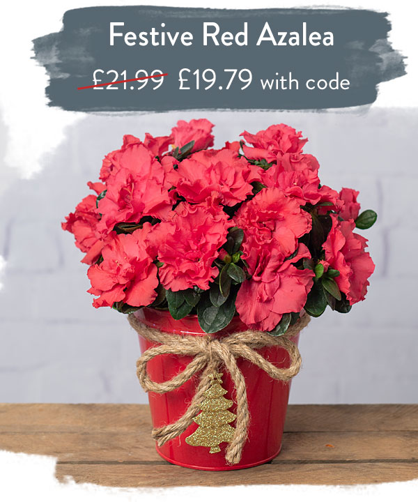 Festive Red Azalea - Only &pound;19.79