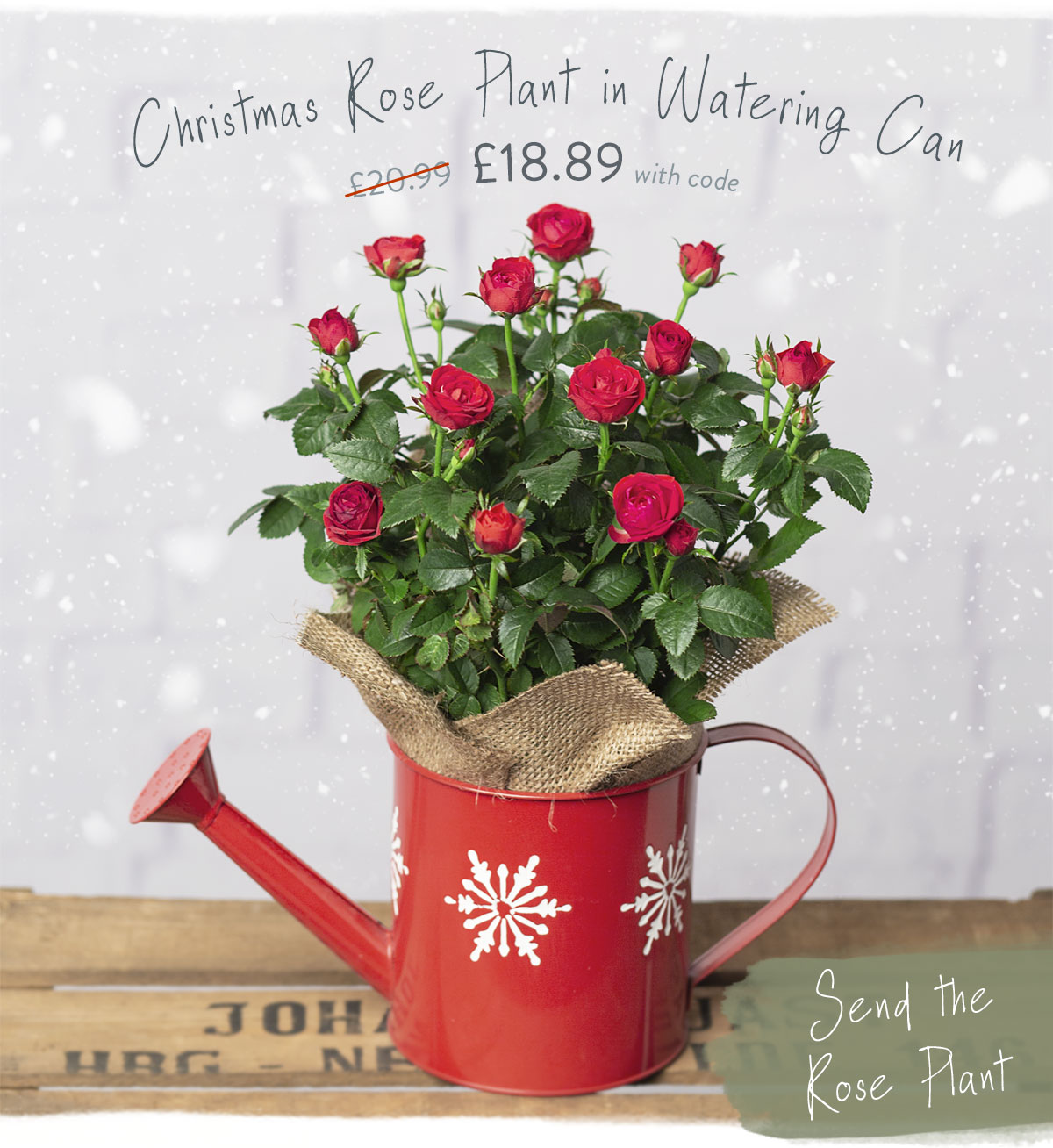 Christmas Rose Plant in Watering Can - Only &pound;18.89