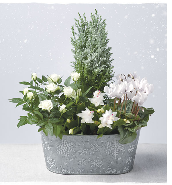 Frosty Flower Planter - Only &pound;25.19