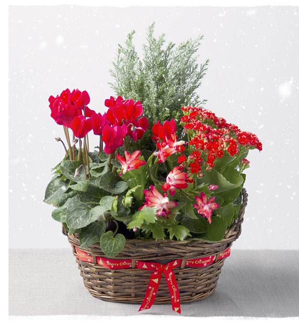 Winter Flower Basket - Only &pound;24.29