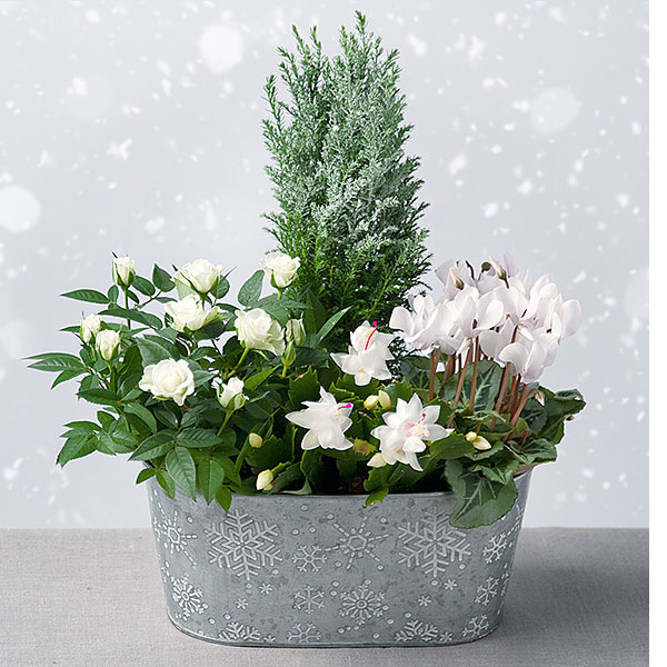 Frosty Flower Planter - Only &pound;27.99