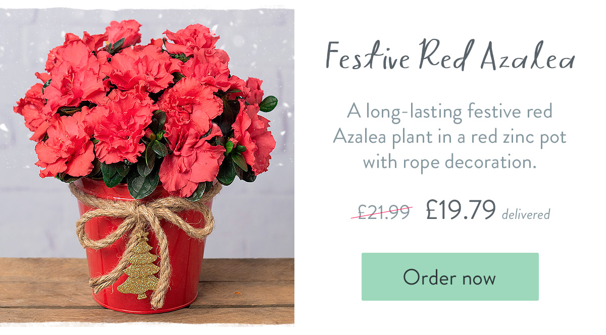 Festive Red Azalea - Only &pound;19.79