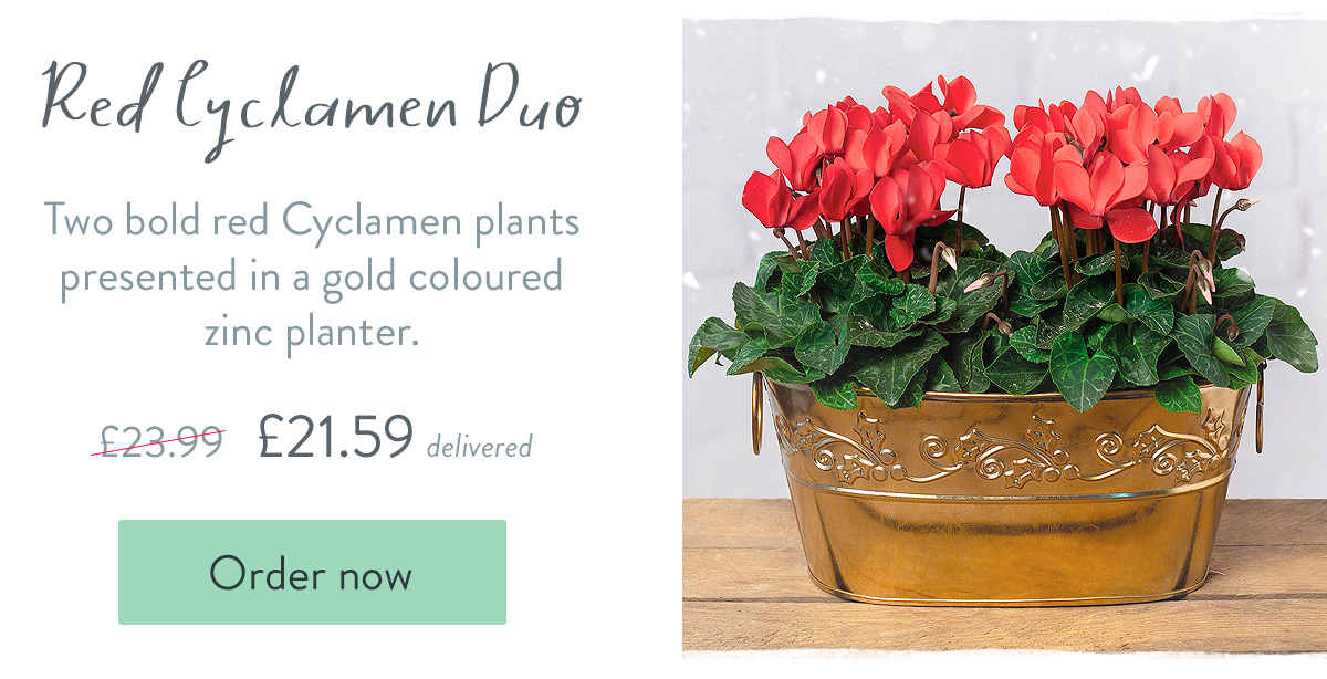 Red Cyclamen Duo - Only &pound;21.59