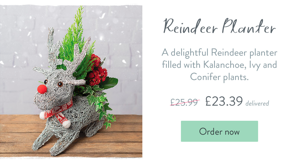 Reindeer Planter - Only &pound;23.39