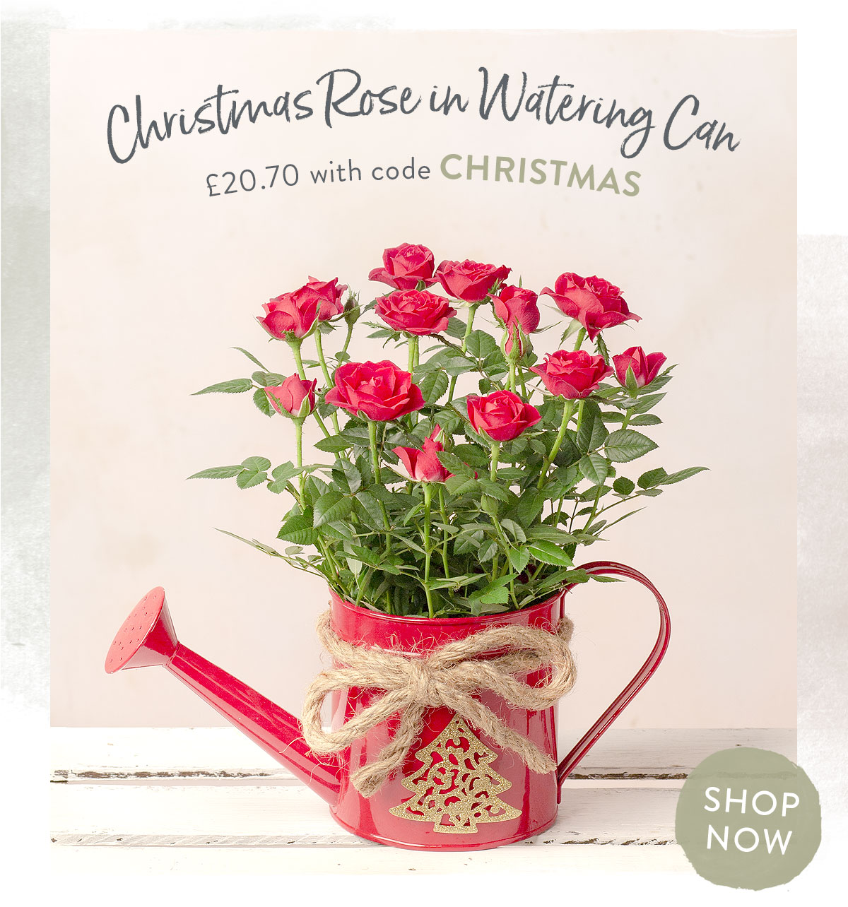 Christmas Rose in Watering Can - only &pound;20.70