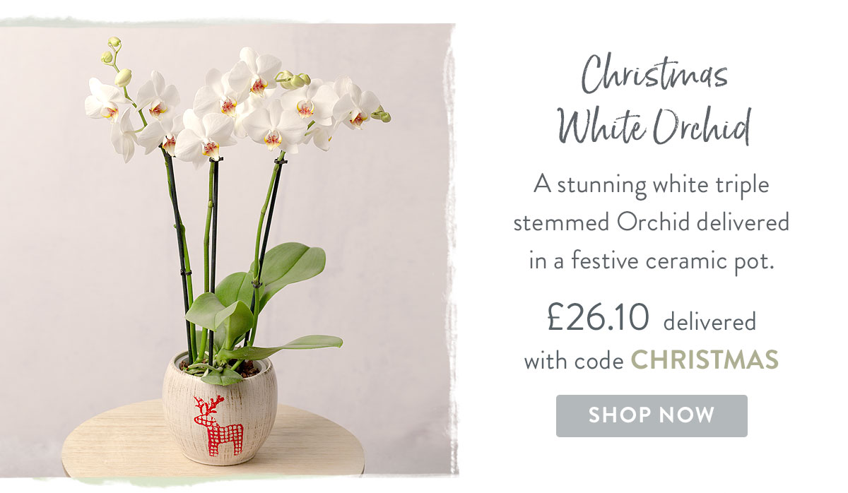 Christmas White Orchid - only &pound;26.10