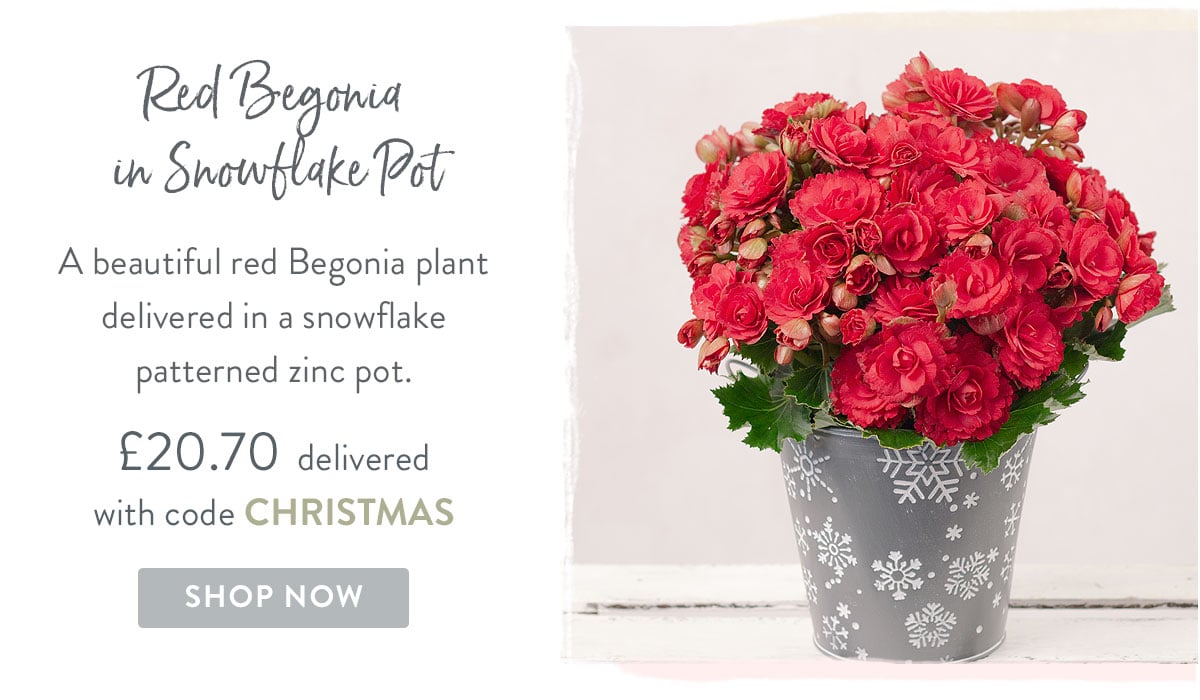 Red Begonia in Snowflake Pot - only &pound;20.70