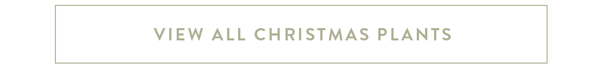 View all Christmas Plants