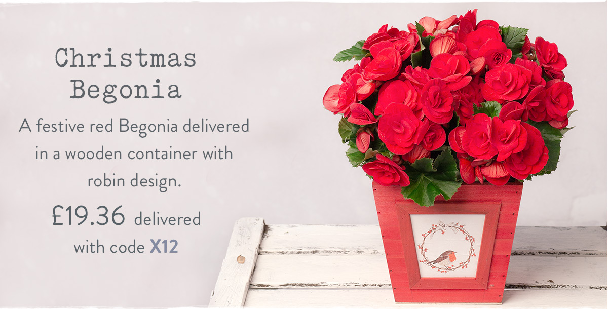 Christmas Begonia - only &pound;19.36