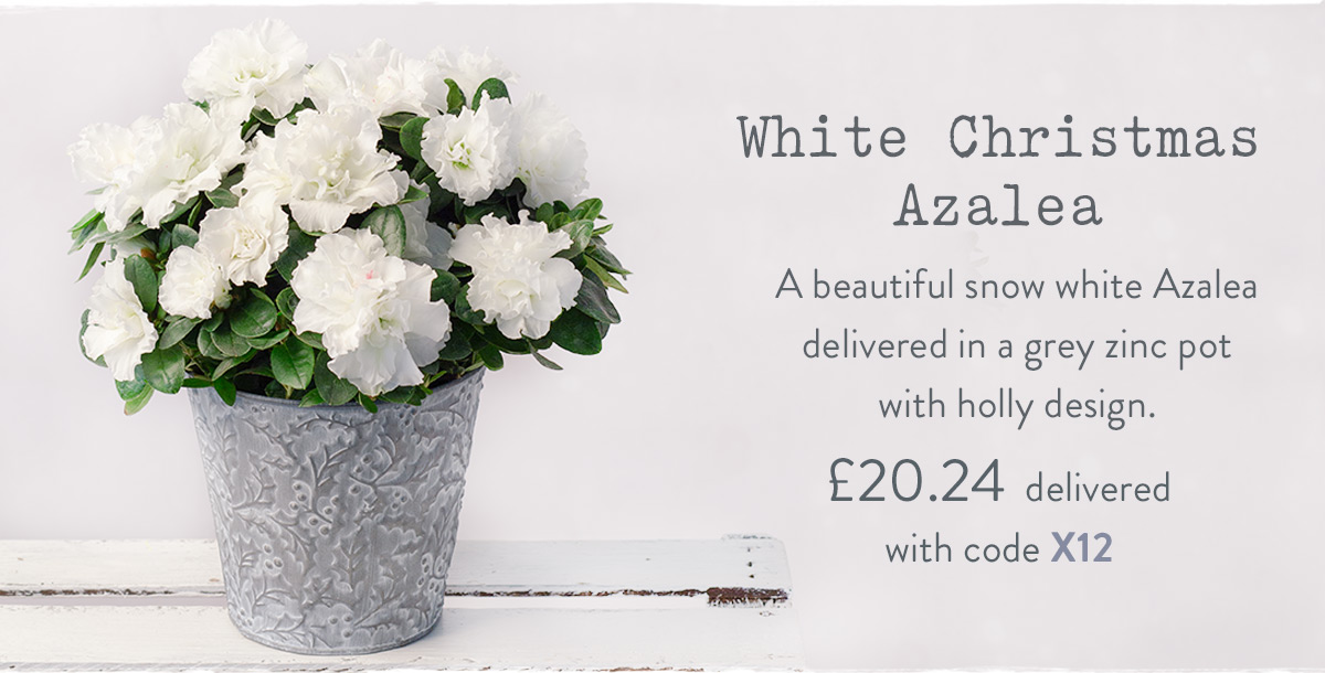 White Christmas Azalea - only &pound;20.24