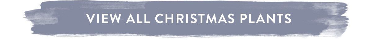 View all Christmas Plants here