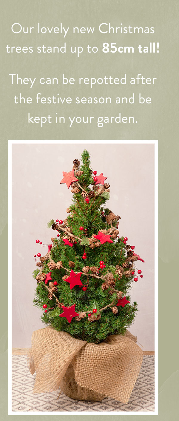 Merry Berry Christmas Tree - Only &pound;36 delivered