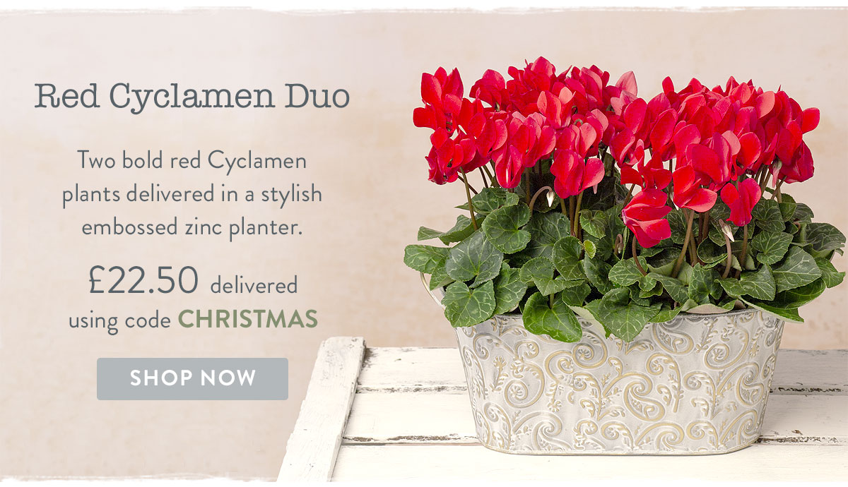 Red Cyclamen Duo - only &pound;22.50