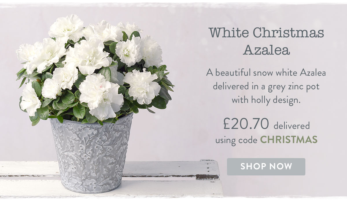 White Christmas Azalea - only &pound;20.70