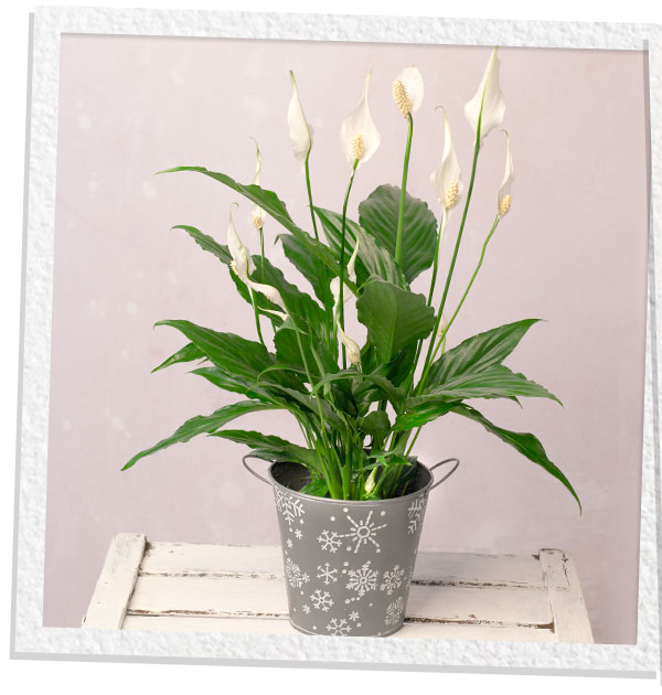 White Peace Lily - Only &pound;21.60 delivered